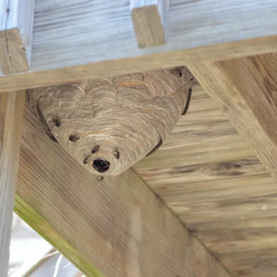 Wasp & Hornet Removal — work carried out by our team